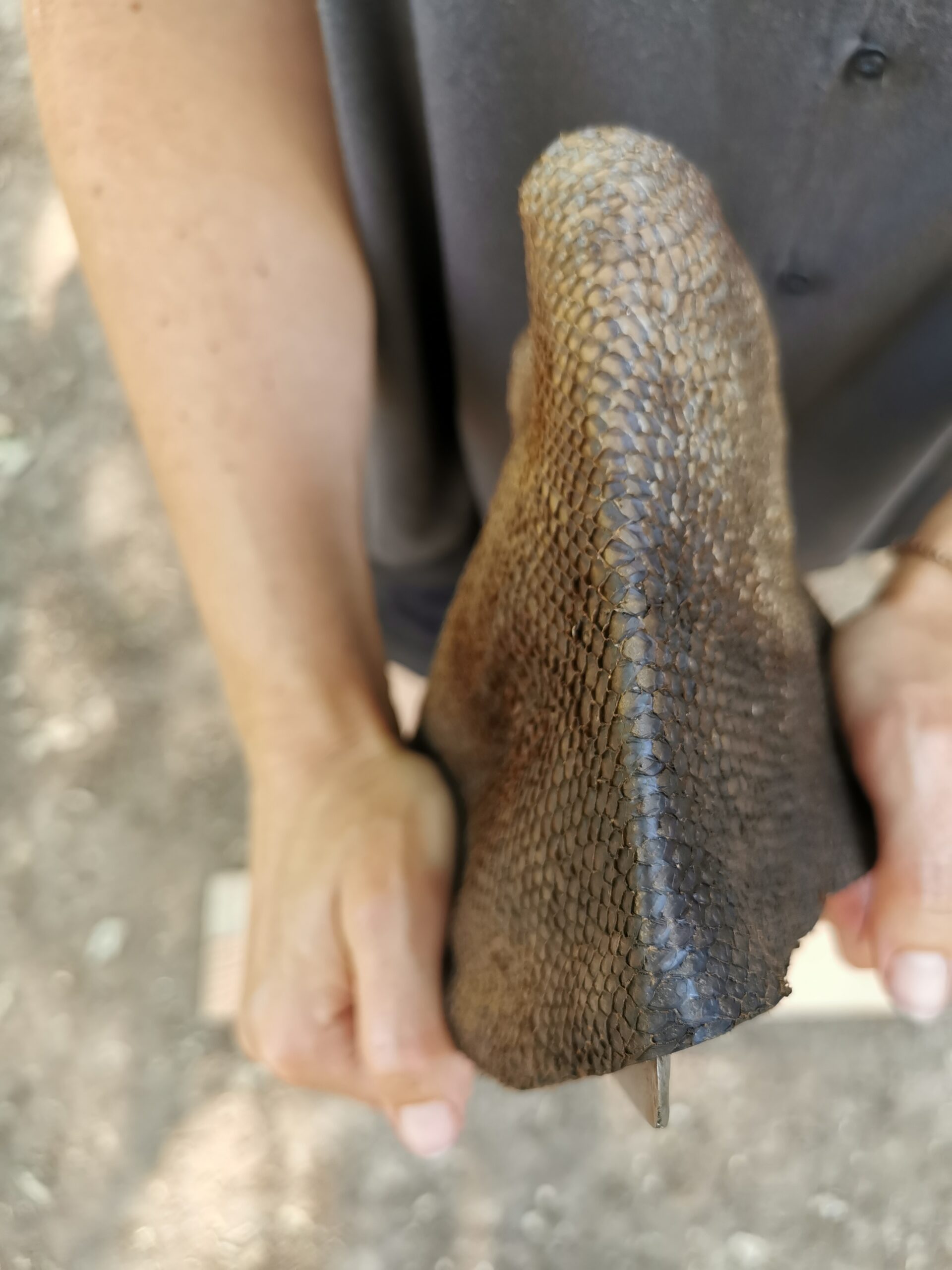 Cuir de saumon – Image 5