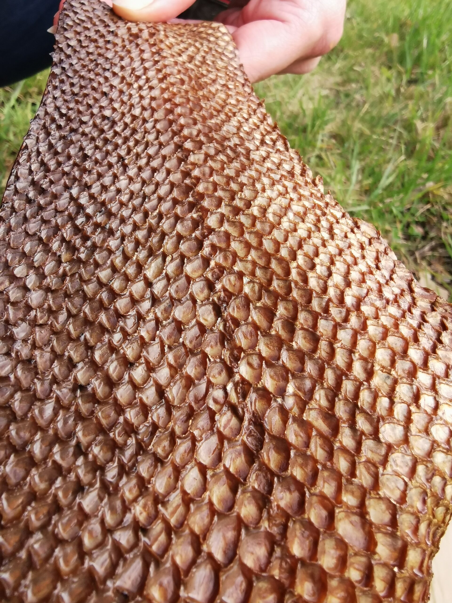 Cuir de saumon – Image 2