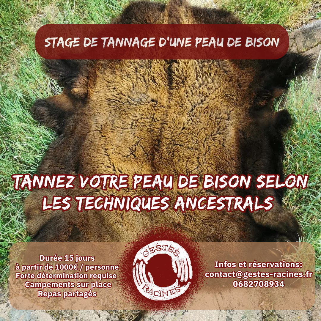 Stage de tannage d’une peau de bison